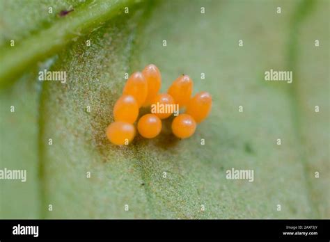 Insect Eggs Hi Res Stock Photography And Images Alamy