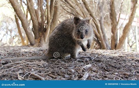 Quokka stock photo. Image of setonix, mammal, quokkas - 30058998