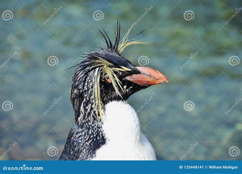 Crested Penguin stock image. Image of black, bird, white - 125448141