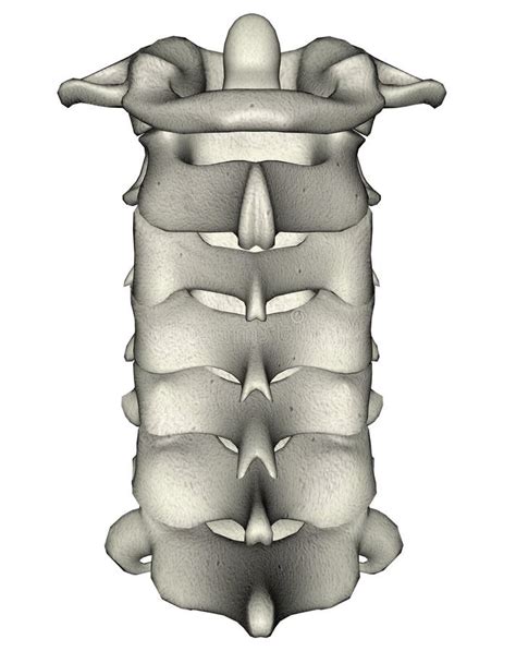 Spina Dorsale Cervicale Posteriore Umana Collo Illustrazione Di Stock