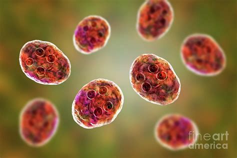 Giardia Intestinalis Protozoan Cyst Photograph By Kateryna Konscience Photo Library Pixels