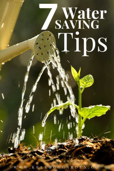 Best Way to Water Plants | Kellogg Garden Organics™