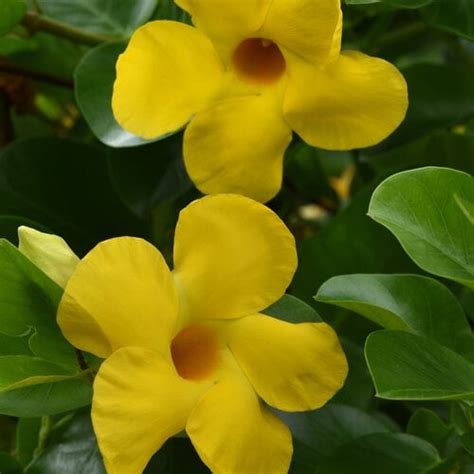 Mandevilla Plants Complete Guide To Growing Care Garden Design