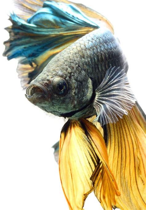 refreshing fascinating  pretty fish photography bored art