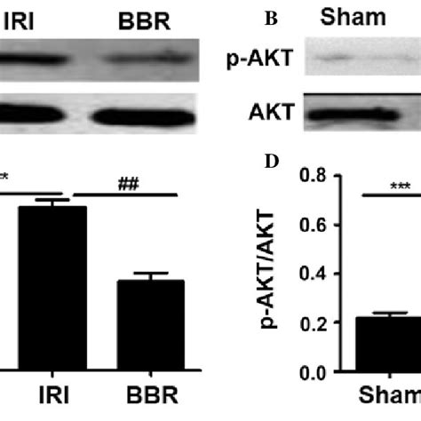 Administration Of Bbr Inhibited The Activation Of Pi K Akt Signaling