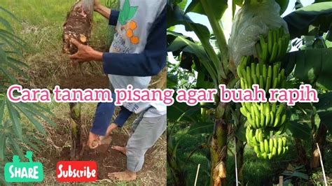 Cara Menanam Pohon Pisang Dan Tips Menentukan Arah Buahnya Youtube