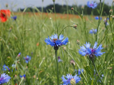 Fria Bild Blomma Gr S F Lt Natur Sommar Cikoria Flora Tr Dg Rd Rt