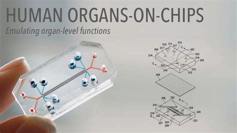 Organ On A Chip Model Help Scientists See What Happens To Body 24 Hrs