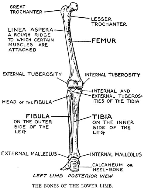 Leg Bone Diagram The Lower Limbs Human Anatomy And Physiology Lab Bsb