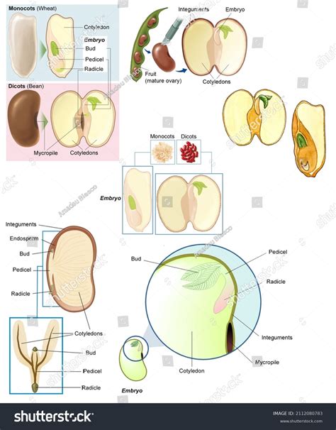 993 Seed Monocot Plants Images Stock Photos And Vectors Shutterstock