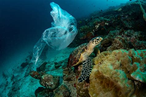 La Pollution Des Oc Ans D Finition Causes Et Solutions Floralia Nature