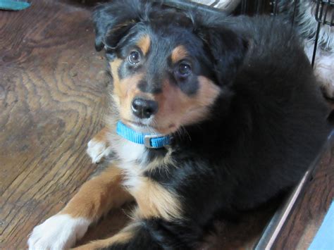 An Expanded View of the English Shepherd Standard - Highland Glenn Ranch