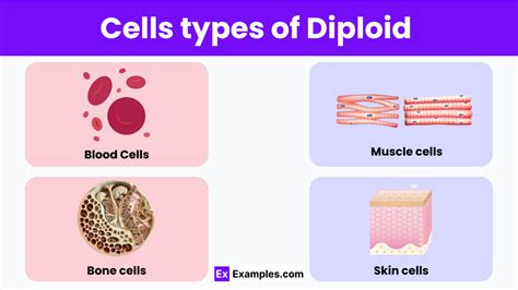 Diploid - Definition, Cell Types, Function, Symbol & Characteristics%%sep%% %%sitename%%