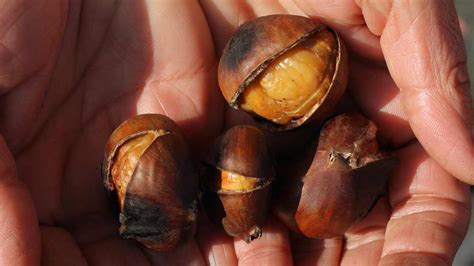 Come Avere Castagne Morbide In Friggitrice Ad Aria Il Procedimento