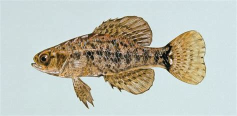 Pygmy sunfish - Wikipedia