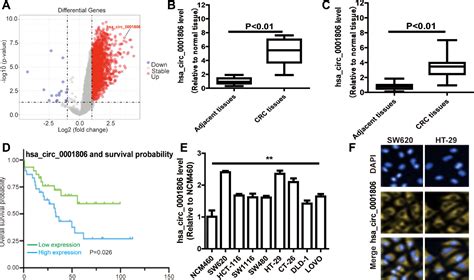 Figure 1 From Hsa Circ 0001806 Acts As A CeRNA To Facilitate The