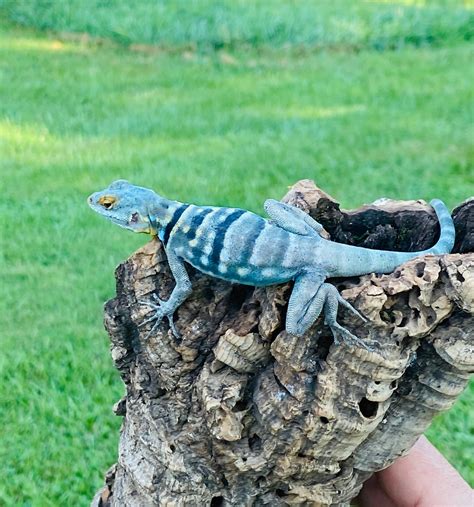 Pair Cb Subadult Baja Blue Rock Lizards Other Lizard By Pauls Cool