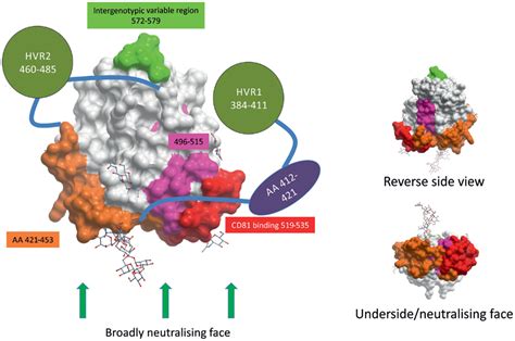 Frontiers The Humoral Immune Response To Hcv Understanding Is Key To