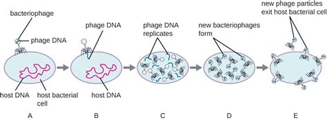 A Shows The Bacteriophage Sitting On The Outside Of The Cell The Phage