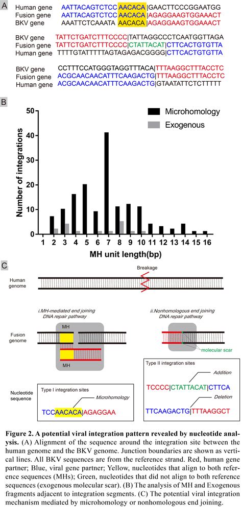 Genome Wide Profiling Of Bk Polyomavirus Integration In Urothelial