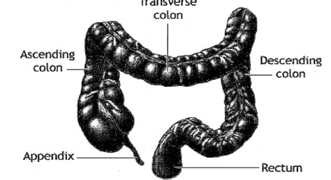 colon Diagram | Quizlet