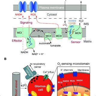 Selective Inhibition Of Acute Oxygen Sensing By Arterial