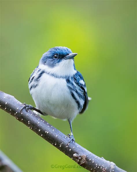 Adult Male Cerulean Warbler — Greg Gard