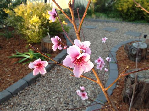 How To Grow A Cherry Blossom Tree From Seed