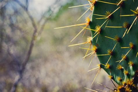 Prickly Pear Close Up Of South Texas Prickly Pear Cactus Real Name