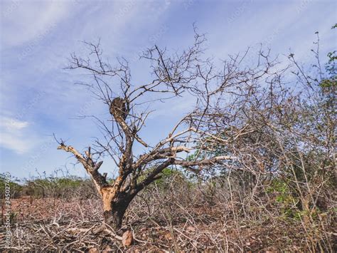 Imagem De Uma Regi O Rural No Sert O Do Cariri Conta A Caatinga