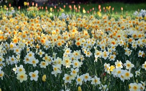 Narcissus Flower Meanings Symbolism And Mythology Uniguide