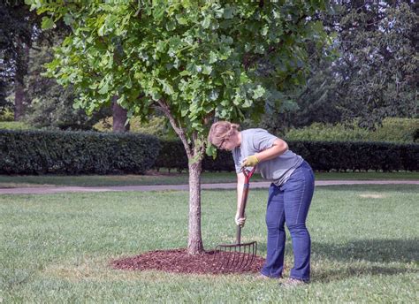 How To Plant A Tree The Right Way A Step By Step Guide