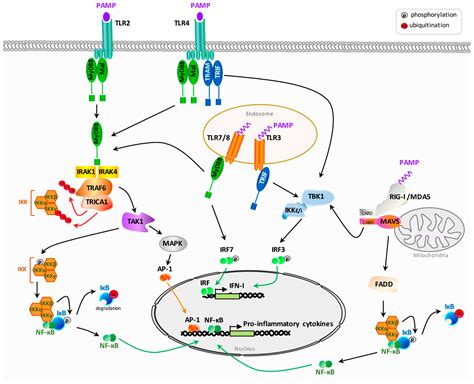 Cells Free Full Text Interplay Between Intrinsic And Innate