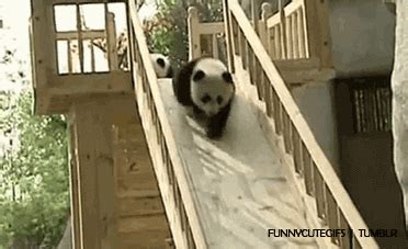 Panda GIF - Find & Share on GIPHY