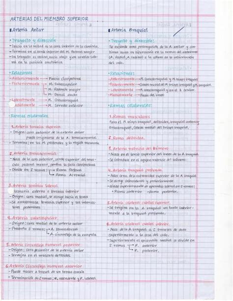 Arterias Venas Y Nervios Del Miembro Superior Lia Med Udocz
