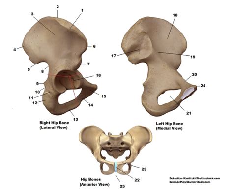 Pelvis Anatomy Diagram Quizlet