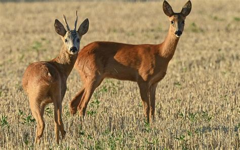 Jagd Bilanz In Nrw Rekordzahl An Rehen Geschossen