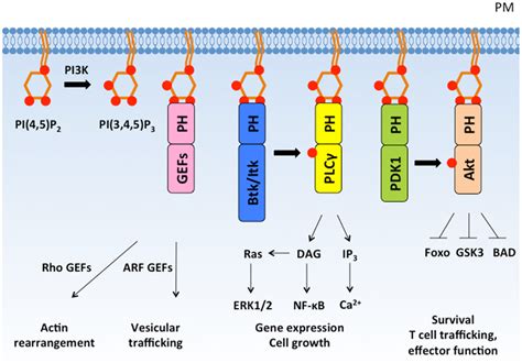 Frontiers Lipid And Protein Co Regulation Of Pi K Effectors Akt And