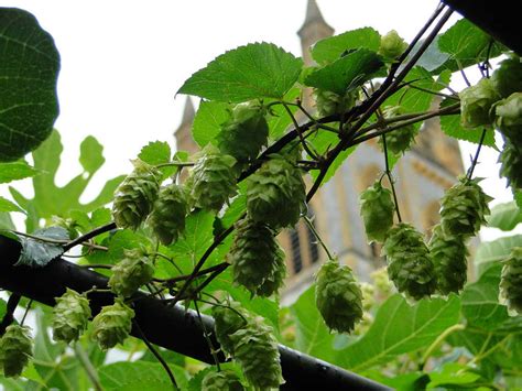 CJE in Exeter: Buckfast Abbey gardens