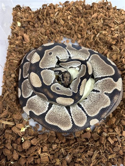 Axanthic Ball Python By St Royals Morphmarket