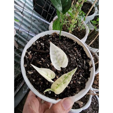 Epipremnum Pinnatum Cebu Blue Variegated Shopee Philippines