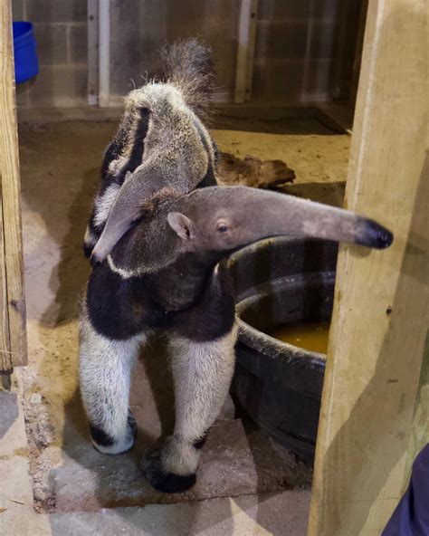 Zoo patrons help name baby anteater