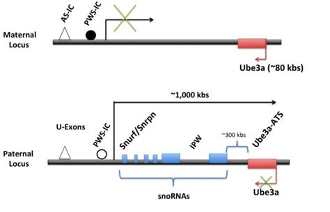 ubea ats alchetron   social encyclopedia