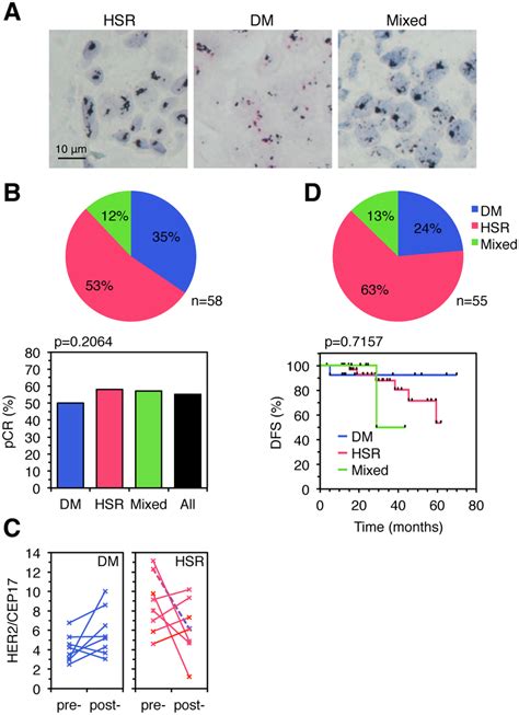 Her2 Amplification Patterns And Response To Trastuzumab A The Pattern