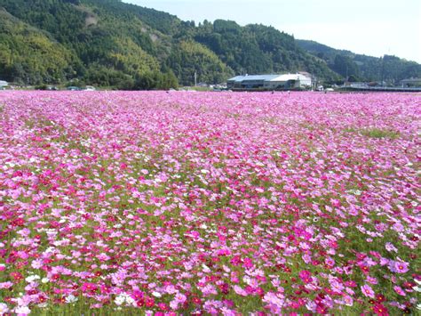 岡部町殿地区のコスモス畑 | （一社）藤枝市観光協会