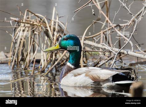 Mallard Duck Drake Swimming Stock Photo - Alamy