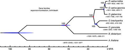 Phylogeny And Divergence Time Estimation By Molecular Clock Analysis