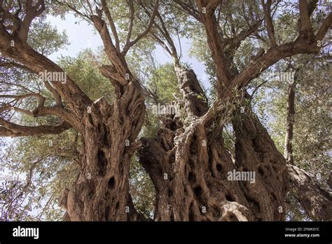 View Of 1800 Years Old Aegean Olive Tree In Sigacik Seferihisar