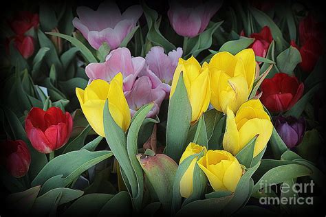 Colorful Tulips In Early Spring Photograph By Dora Sofia Caputo Fine Art America