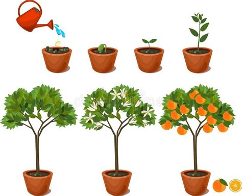 Plant Growing From Seed To Orange Tree Life Cycle Plant Stock Vector